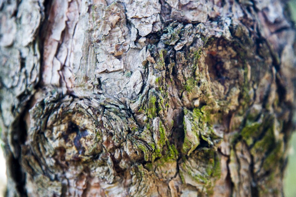 Memory tree wood plant