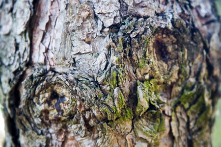 Memory tree wood plant