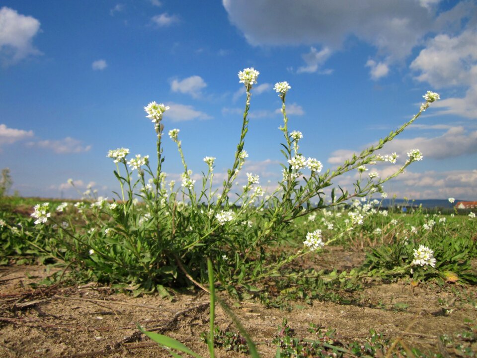 Fals hoary madwort hoary alison wildflower