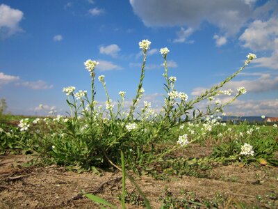 Fals hoary madwort hoary alison wildflower