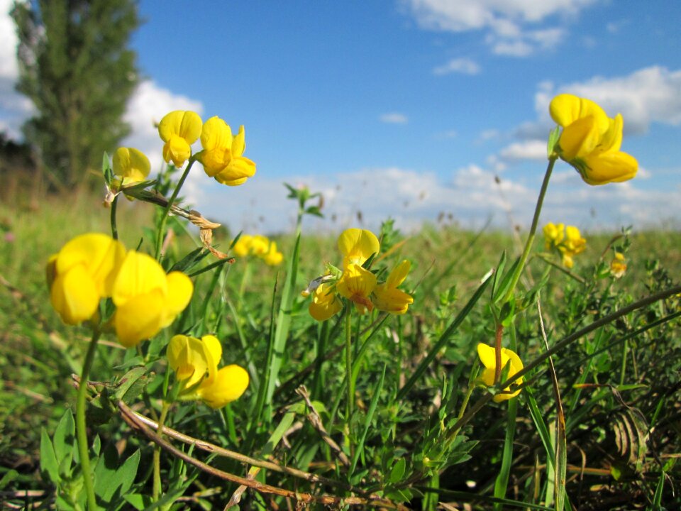 Flora wildflower blossom