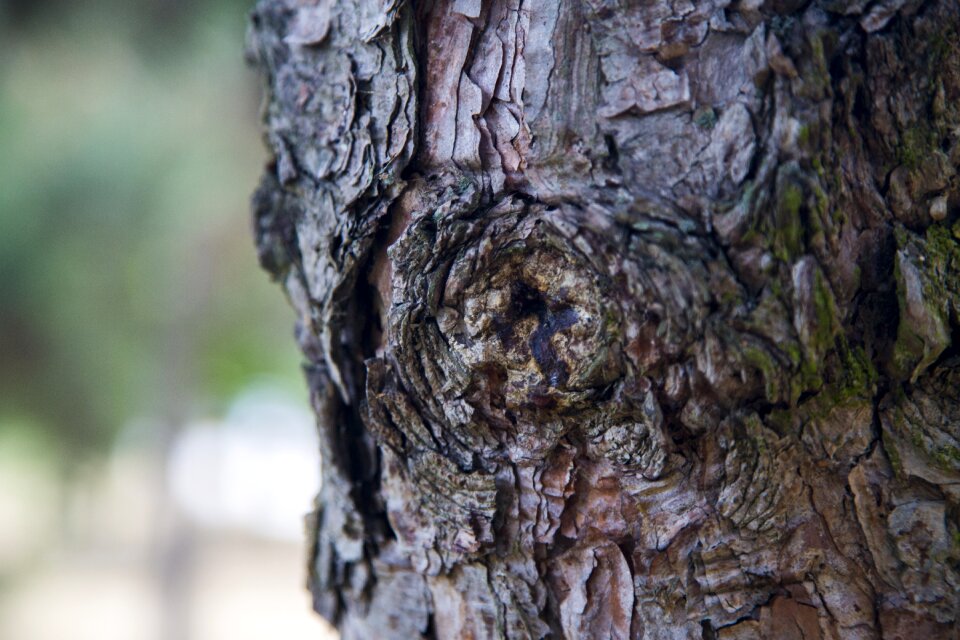 Memory tree wood plant