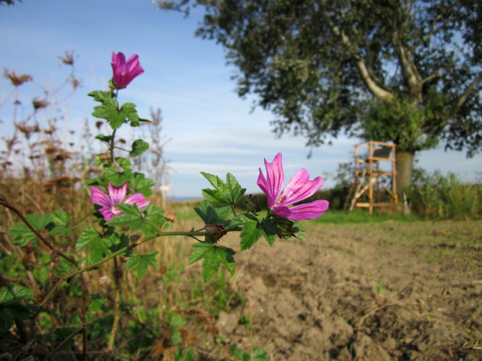 High mallow tall mallow flora