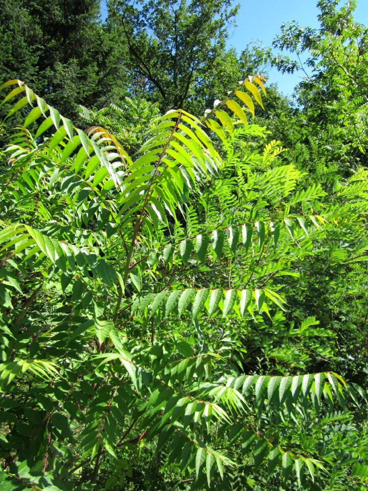 Botany flora nature