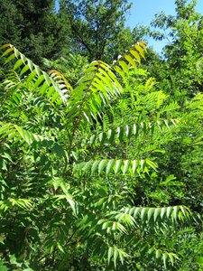 Botany flora nature