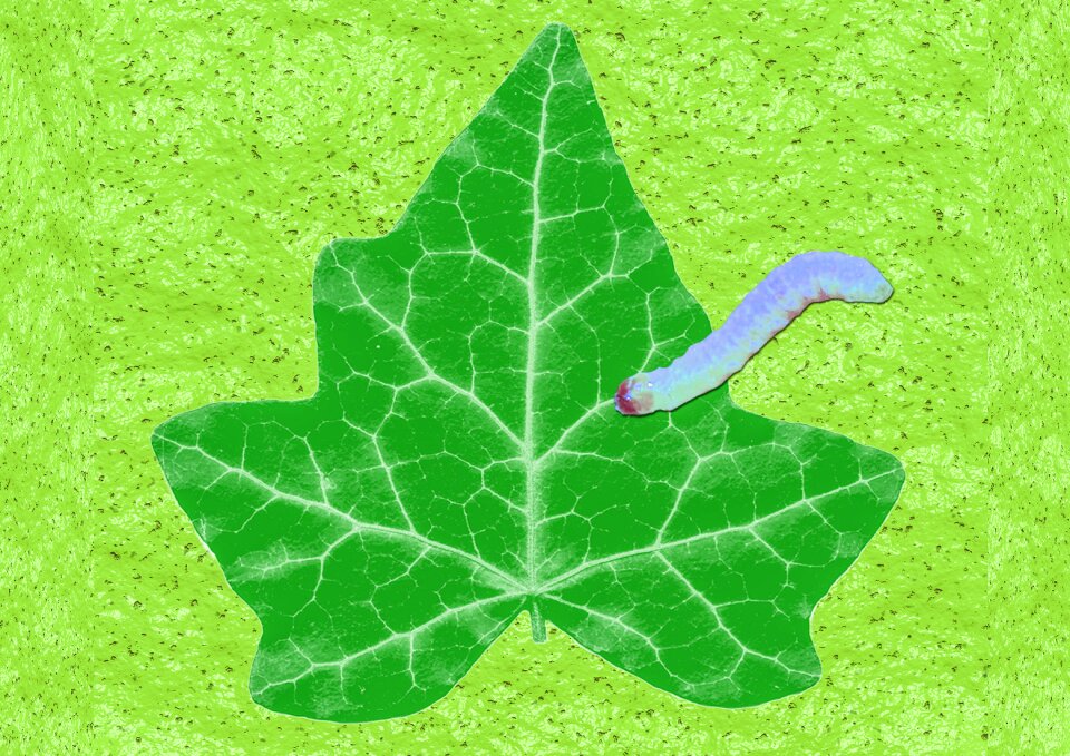 Worm species animal flora