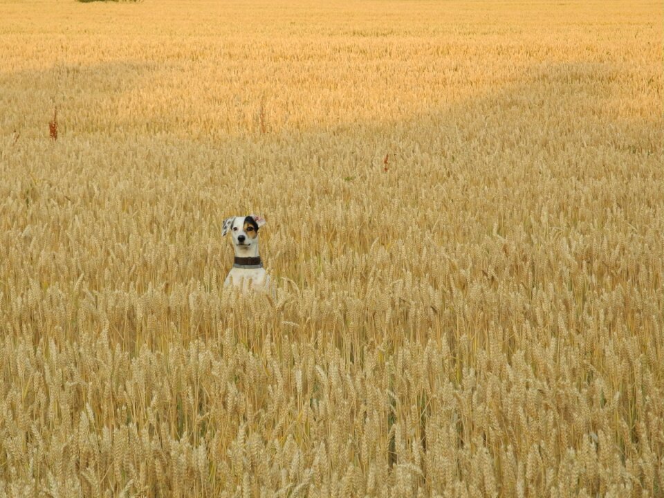 Summer grain animal
