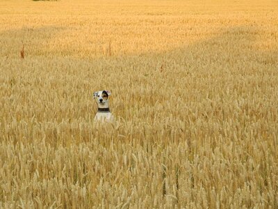 Summer grain animal