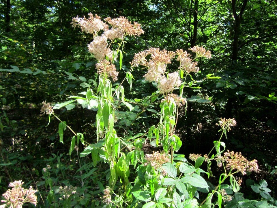 Plant botany flora