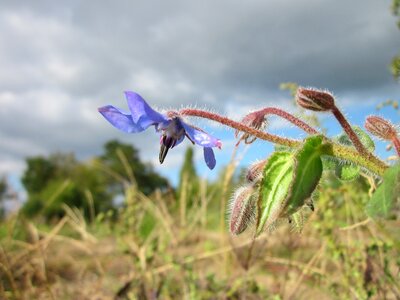 Plant flora botany