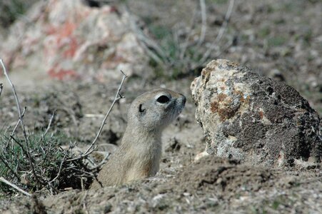 Ground squirrel harmful rodent