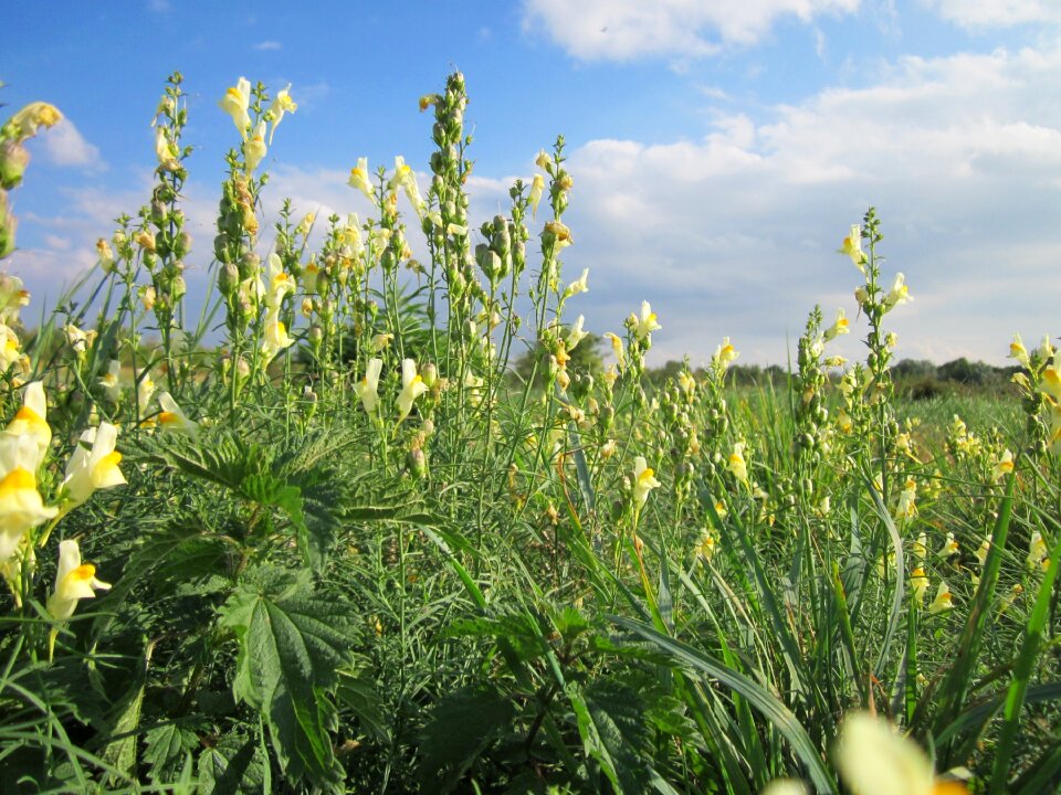 Butter-and-eggs wildflower botany