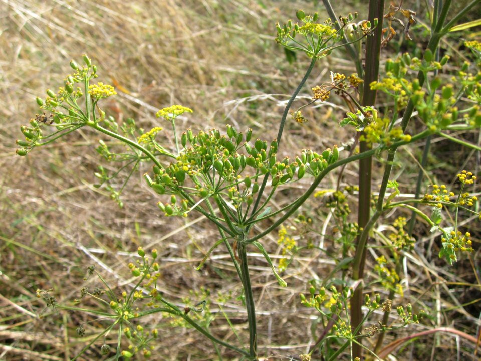 Plant flower botany