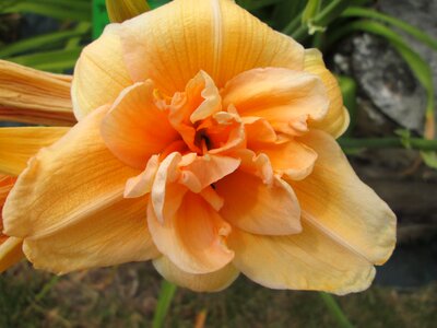 Day lilies flowers garden