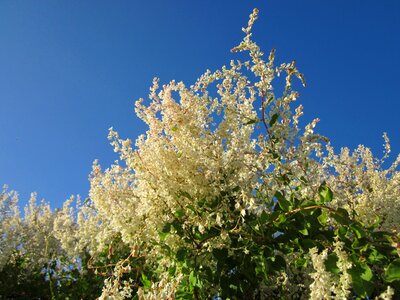 Chinese fleecevine mile-a-minute silver lace vine