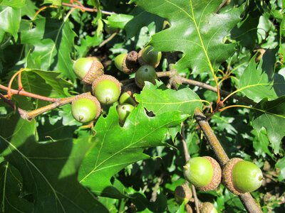 Red oak tree botany