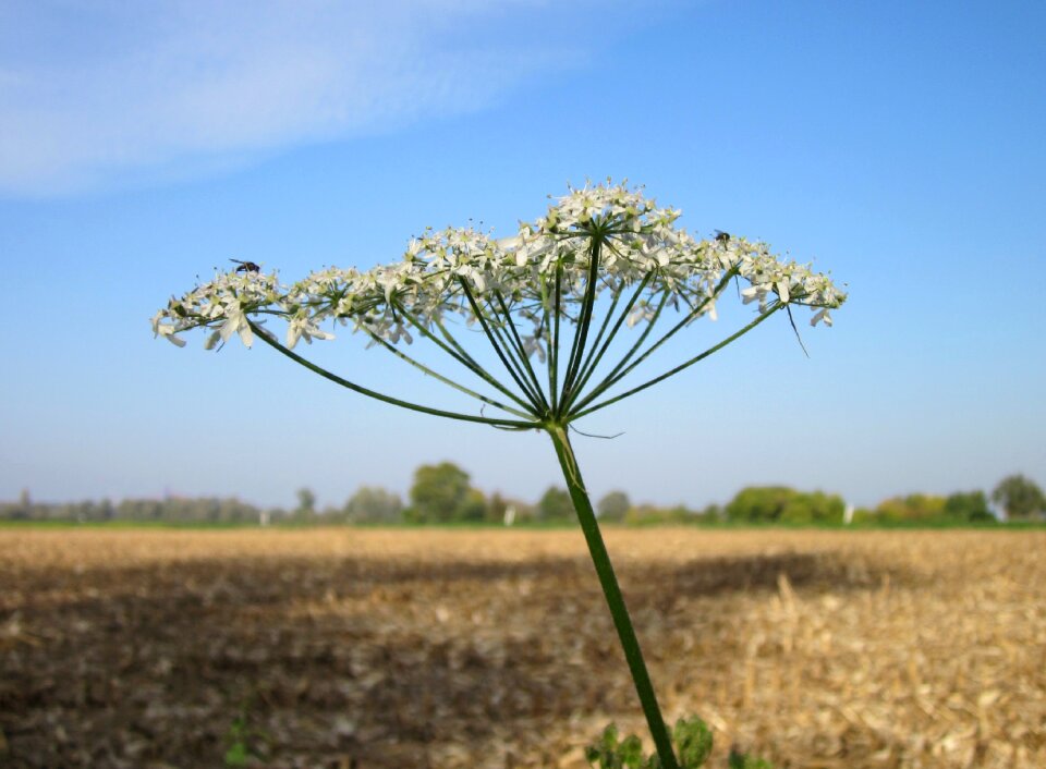 Common hogweed wildflower flora