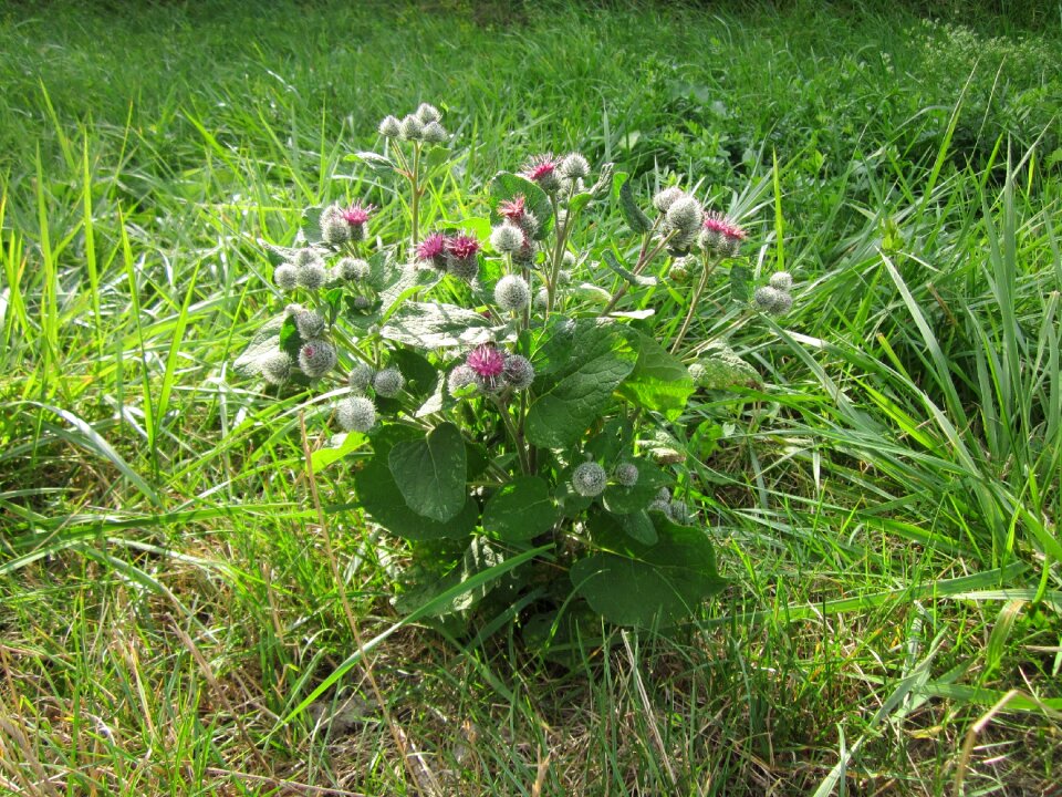 Burdock plant wildflower