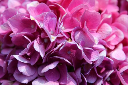 Violet beauty plant