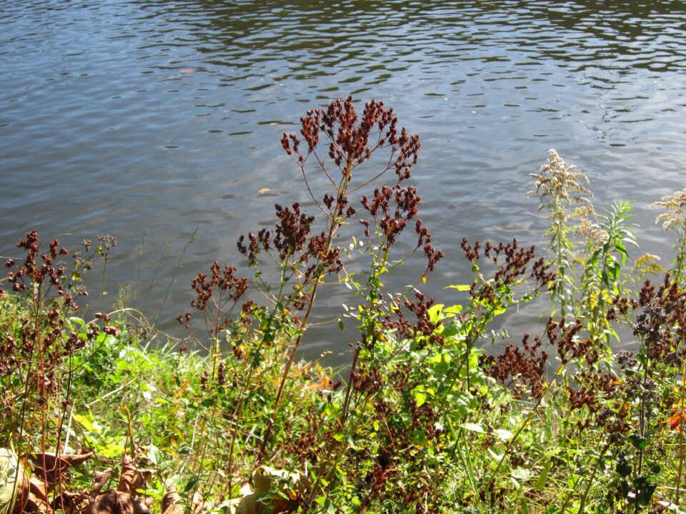 St john's-wort wildflower flora