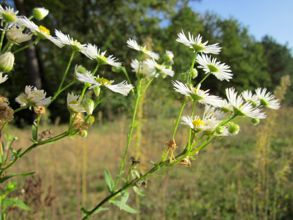 Flora botany plant