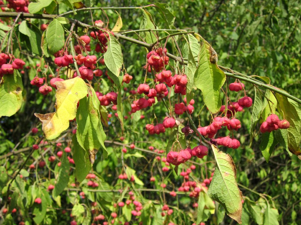 Common spindle tree red