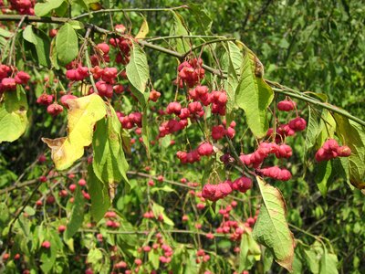 Common spindle tree red
