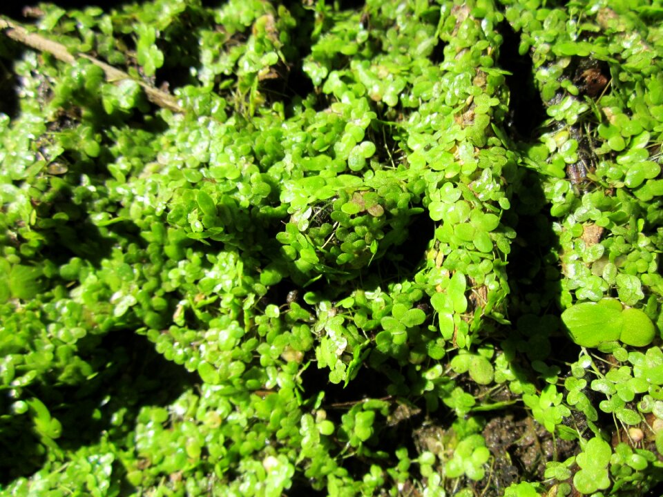 Water plant flora