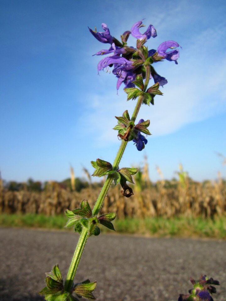 Wildflower flora botany