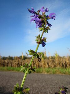 Wildflower flora botany