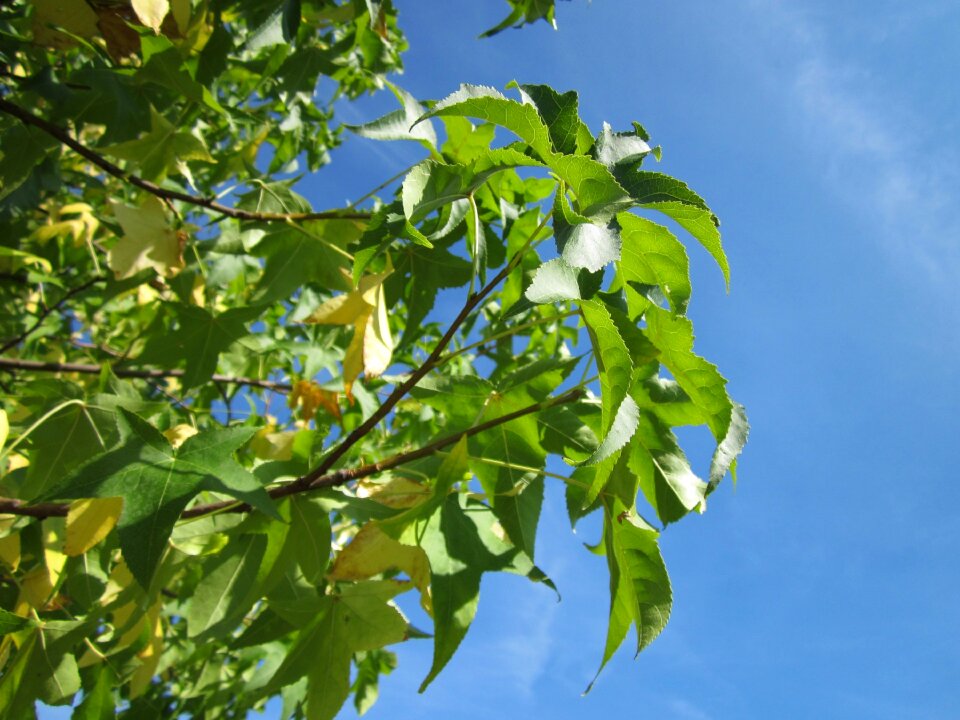Satin-walnut tree foliage