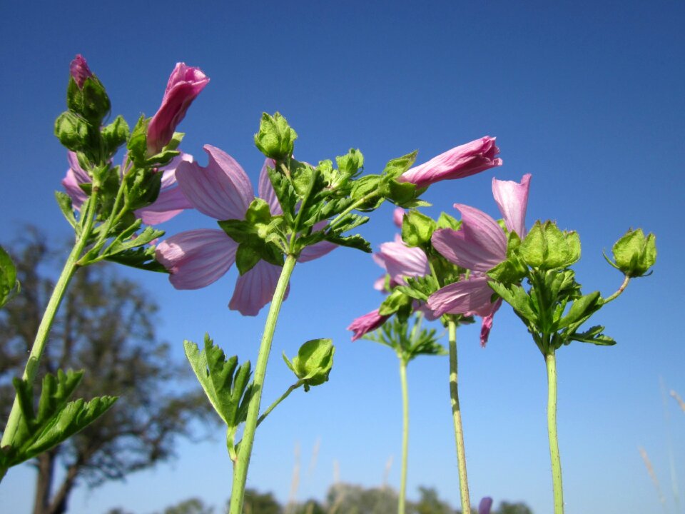 Cut-leaved mallow hollyhock mallow flora
