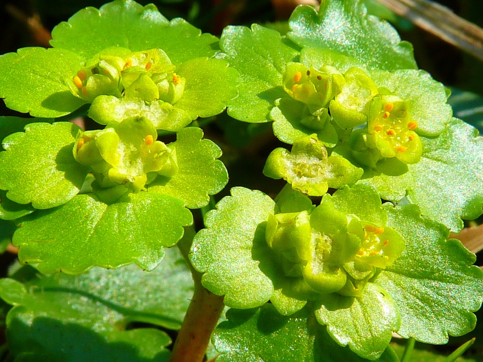 Green flower plant