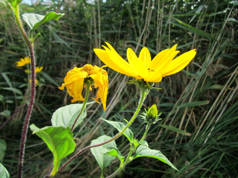 Flora wildflower bloom