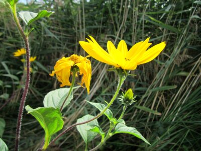 Flora wildflower bloom