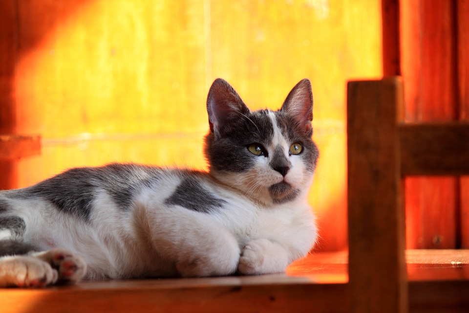 Siamese kitten cat wood