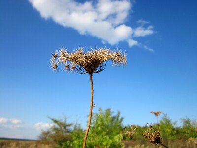 Wildflower flora species
