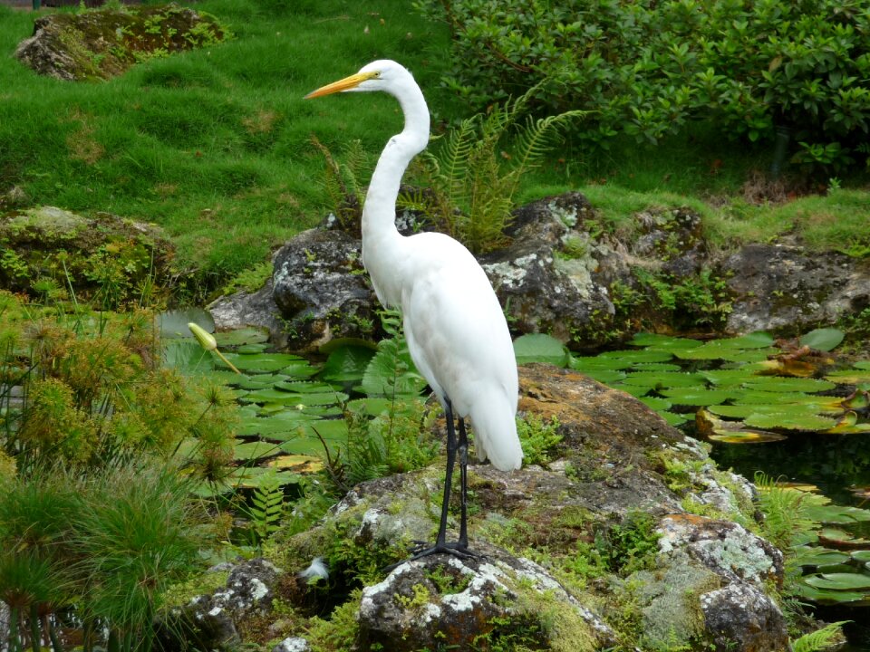 Pond nature