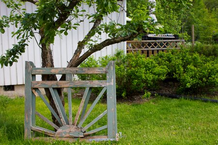 Gate old tree