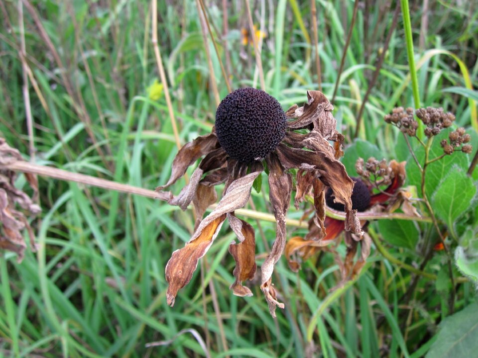 Coneflower bloom flora