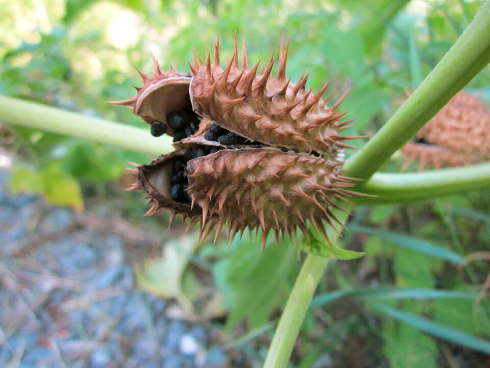 Flora thorny poisonous