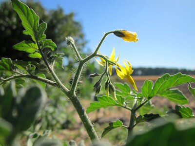Vegetable flora botany