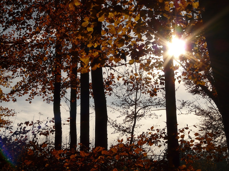 Fagus deciduous tree golden autumn