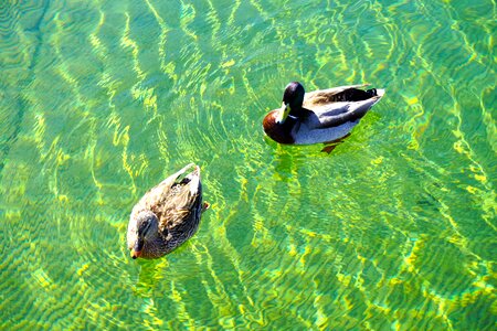 Lake mead arizona photo