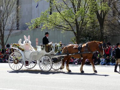 Horse parade