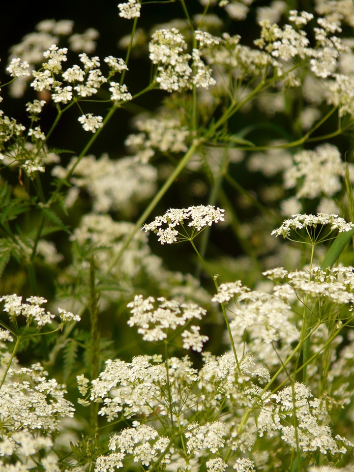 Herb blossom bloom