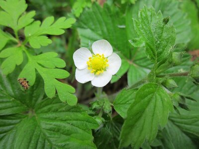 Alpine strawberry european strawberry strawberry