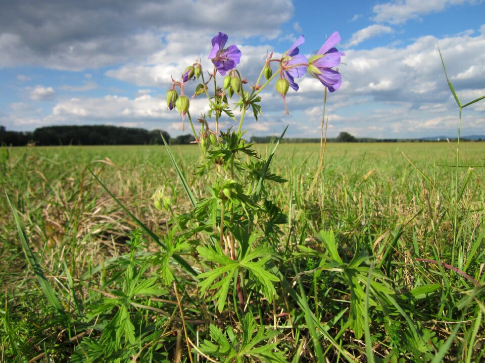 Wildflower bloom blossom