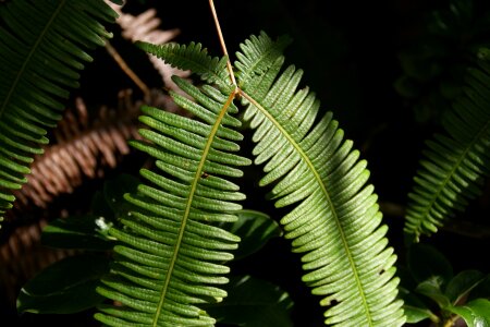 Fern flora plant
