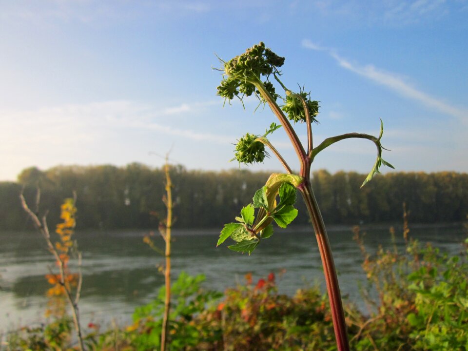 Plant species botany